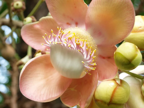 stock image Flower from the cannonball tree (Shorea robusta)