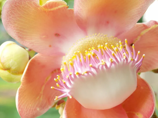 Fiore dall'albero della palla di cannone (Shorea robusta ) — Foto Stock