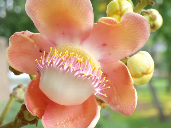 Fiore dall'albero della palla di cannone (Shorea robusta ) — Foto Stock