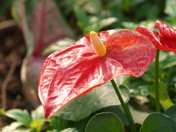 Red Flamingo lily flower (Boy Flower) — Stock Photo, Image