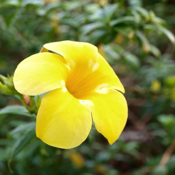 阿拉曼达黄色花 — 图库照片