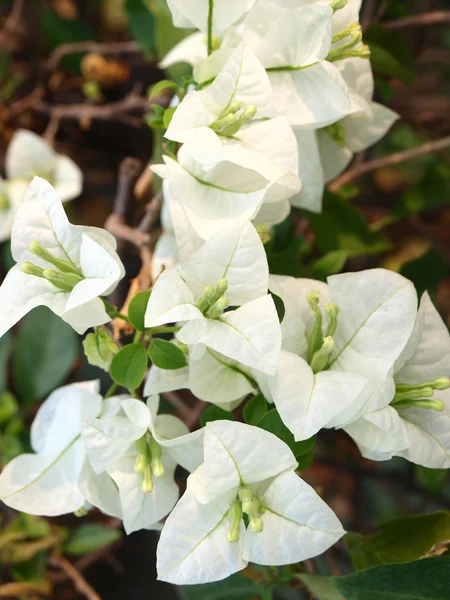 stock image Horizontal image of white Bougainvillea