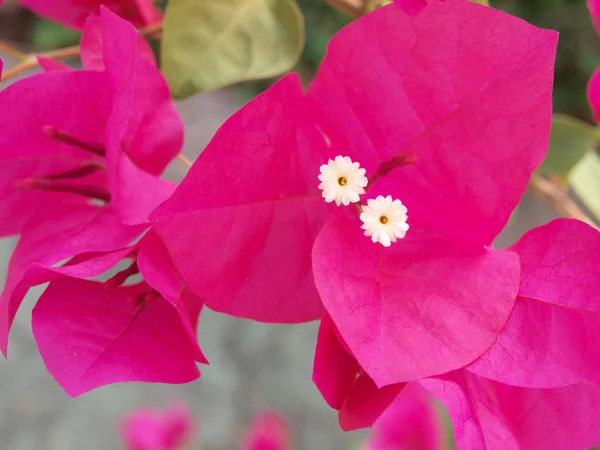 Imagem de Bougainvillea rosa brilhante — Fotografia de Stock