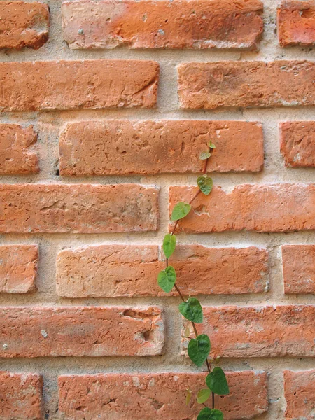 Mur de briques et lierre — Photo