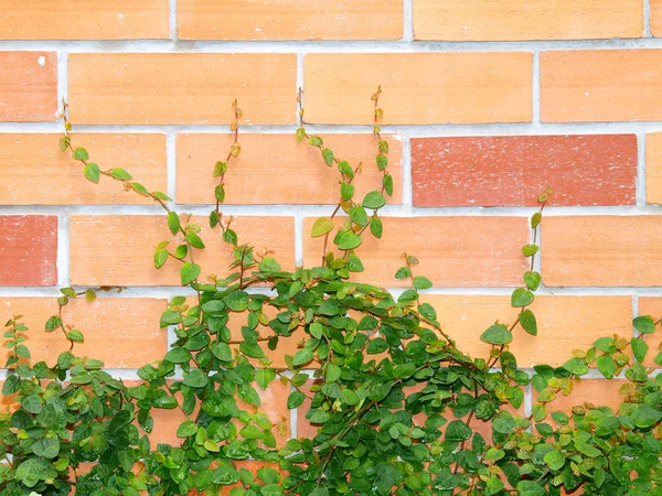 Tegelvägg och murgröna — Stockfoto