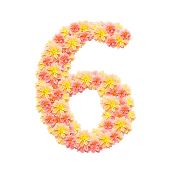 6, alphabet de fleurs isolé sur blanc — Photo