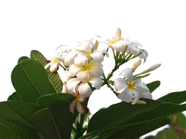 Гілка франгіпані тропічних квітів ) — стокове фото