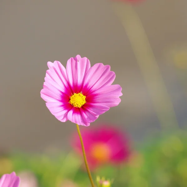 Pink flower of cosmos — Stock Photo, Image