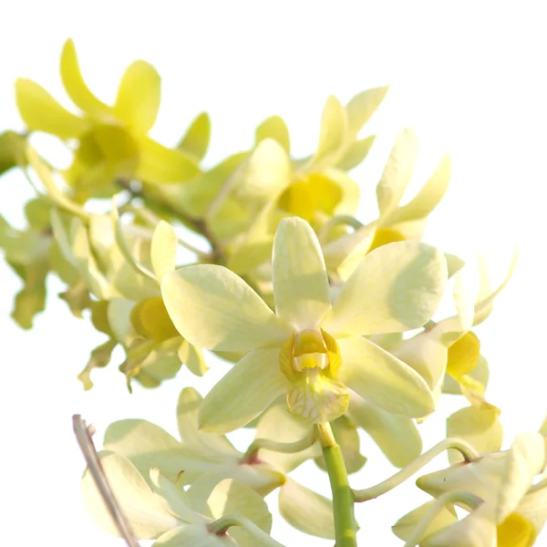 Flor de orquídea de dendrobio amarillo sobre fondo blanco —  Fotos de Stock