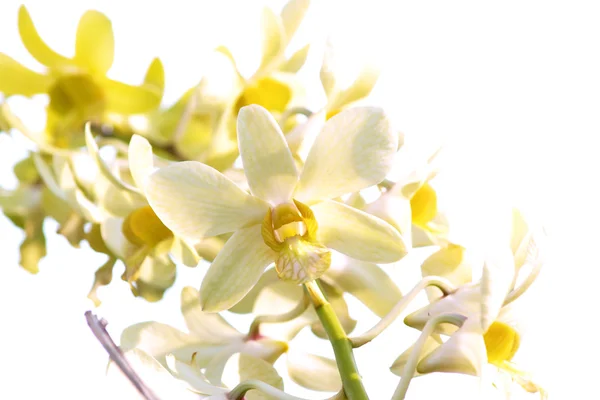 Flor de orquídea de dendrobio amarillo —  Fotos de Stock