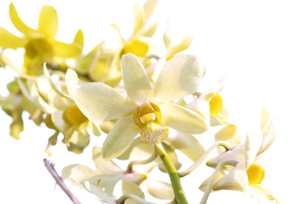 stock image Yellow dendrobium orchid flower