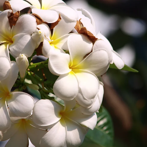 Ветвь тропических цветов frangipani (plumeria) — стоковое фото