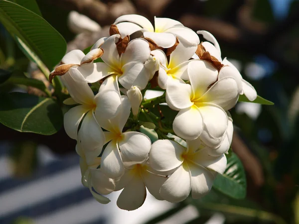 Tropikal çiçek dalları frangipani (plumeria) — Stok fotoğraf