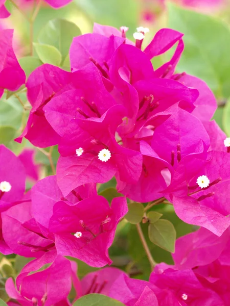 Image of bright pink Bougainvillea — Stock Photo, Image