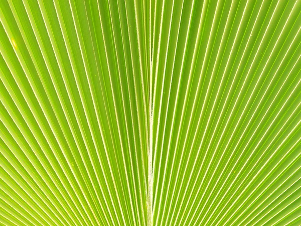 Pattern of Green palm Leaf — Stock Photo, Image