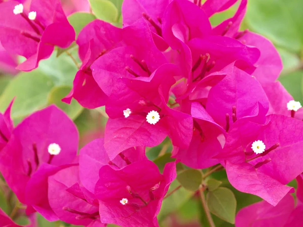 Bild der leuchtend rosa Bougainvillea — Stockfoto