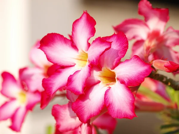 Розовая импала — стоковое фото