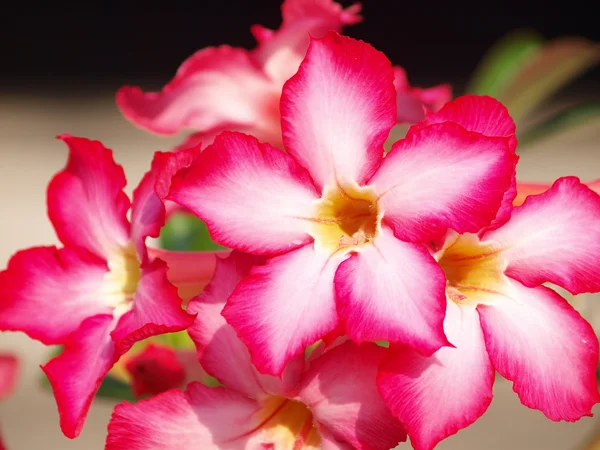 Pink impala lily close up — Stock Photo, Image