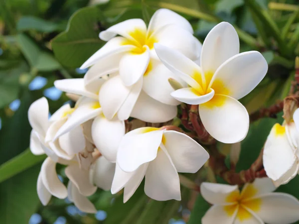 Zweig tropischer Blumen frangipani (plumeria)) — Stockfoto