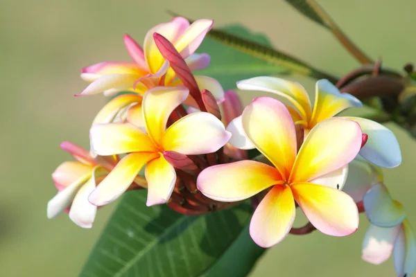 Branch of tropical flowers frangipani (plumeria) — Stock Photo, Image