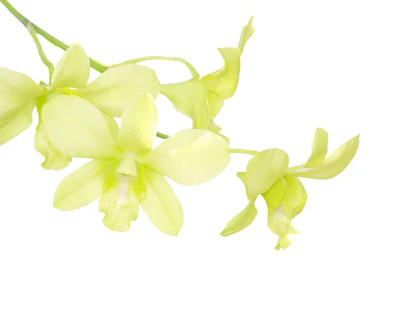 Weiße Dendrobium Orchidee Blume auf weißem Hintergrund — Stockfoto