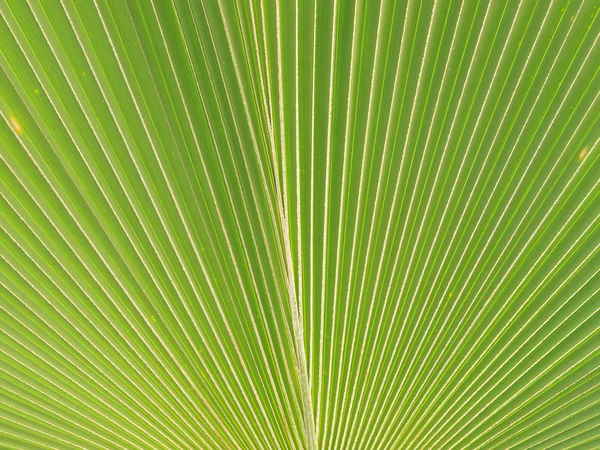 Grünes Palmblatt — Stockfoto