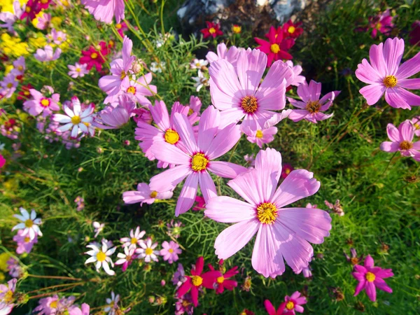 stock image Cosmos flowers