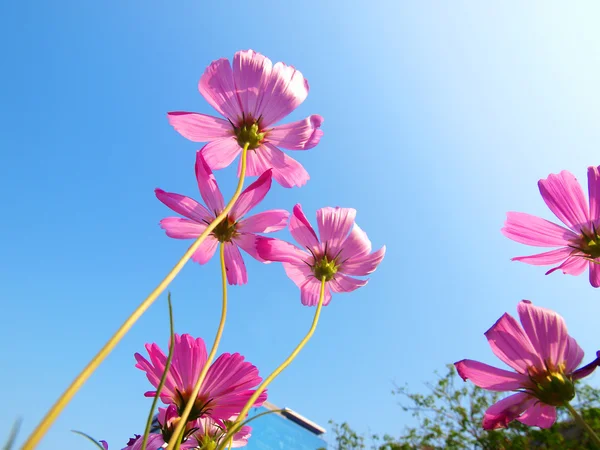 Cosmos flowers and blue sky — Stock Photo, Image