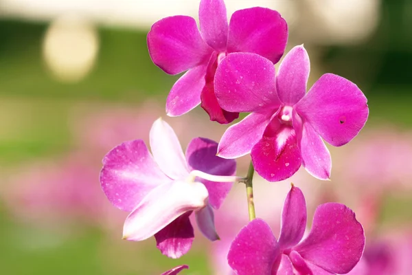 Pink purple dendrobium orchid flower — Stock Photo, Image