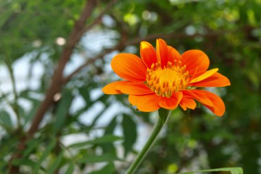 A close up of a Mexican Sunflower clipart