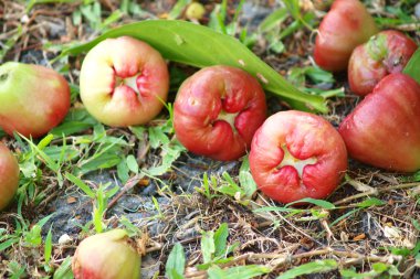 Ross apple sonbaharda ağaçların altında