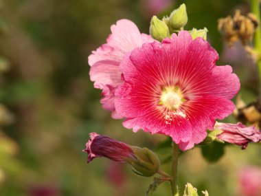 Kırmızı Gül Fatma (Althaea rosea) çiçekleri bir yaz gününde