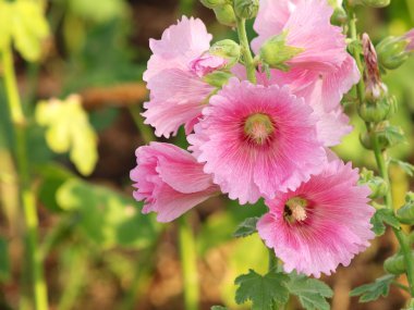 Bir yaz gününde pembe Gül Fatma (Althaea rosea) çiçekleri