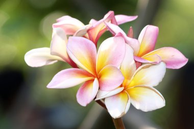 Tropikal çiçek dalları frangipani (plumeria)