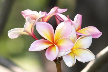 Tropikal çiçek dalları frangipani (plumeria)