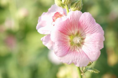 Bir yaz gününde pembe Gül Fatma (Althaea rosea) çiçekleri