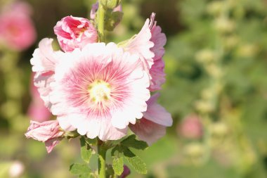 Bir yaz gününde pembe Gül Fatma (Althaea rosea) çiçekleri