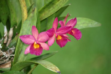 pembe mor dendrobium orkide çiçek