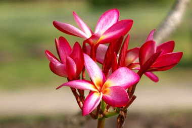 güzel kırmızı plumeria Close-Up