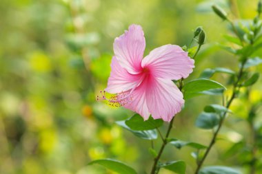 Vivid pink hibicus is blooming clipart