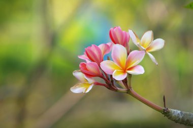 Tropikal çiçek dalları frangipani (plumeria)