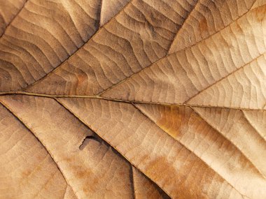 Dry leaf on textured paper