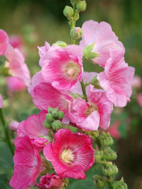 Pink hollyhock (Althaea rosea) blossoms clipart