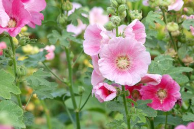 Pembe Gül Fatma (Althaea rosea) çiçekleri