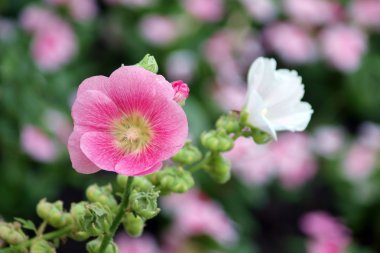 Pembe Gül Fatma (Althaea rosea) çiçekleri