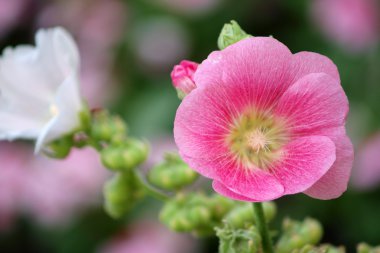 Pembe Gül Fatma (Althaea rosea) çiçekleri