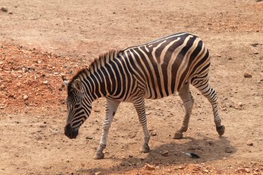 Zebra in dusit zoo,Bangkok Thailand clipart