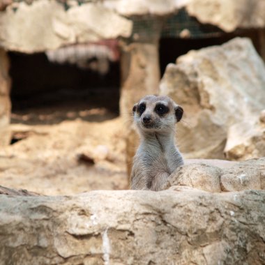 meerkat ayakta uyarısındaki hissediyorum