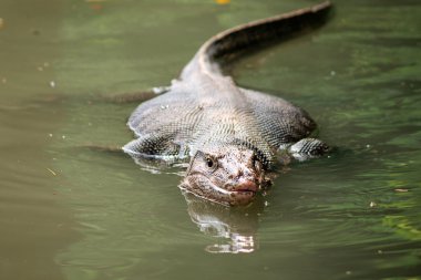 su, yabani varanus varanus gözünün üzerinde odaklanmak.