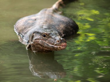 vahşi varanus su